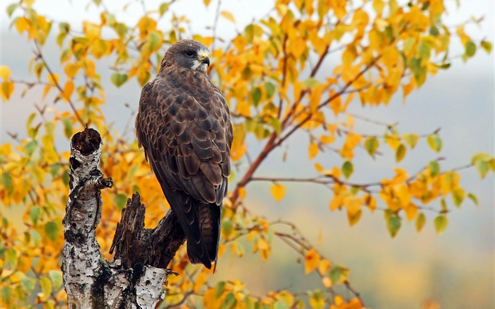 Hawk, autumn, trees Wallpapers Pictures Photos Images