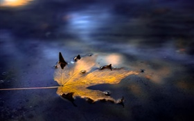 One yellow maple leaf, water, street HD wallpaper