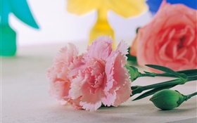 Pink carnations close-up HD wallpaper