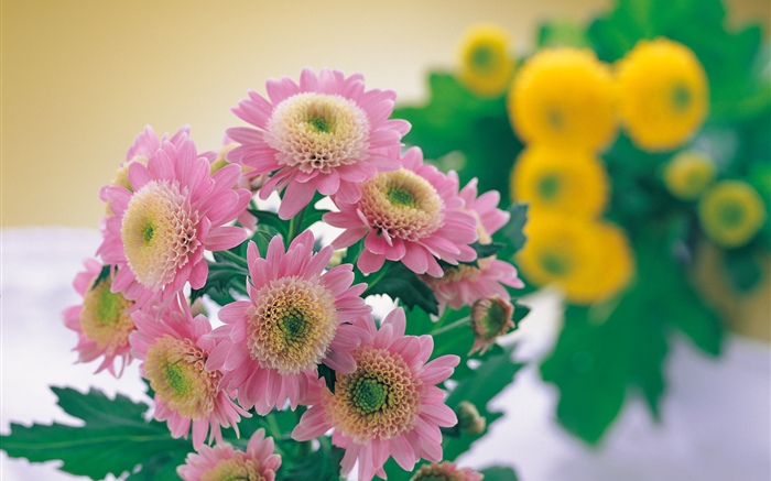 Pink chrysanthemum photography Wallpapers Pictures Photos Images