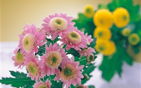 Pink chrysanthemum photography HD wallpaper