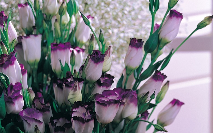 Purple white petals tulips Wallpapers Pictures Photos Images