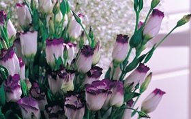 Purple white petals tulips HD wallpaper