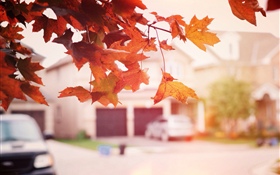 Red maple leaves, autumn, street