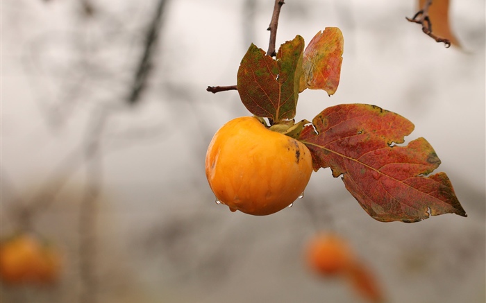 Ripe apple Wallpapers Pictures Photos Images