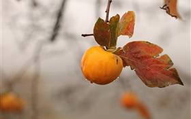 Ripe apple HD wallpaper