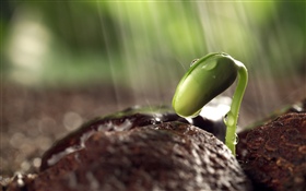 Sprout, spring, dew HD wallpaper