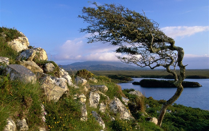 Stones, tree, pond, grass, clouds Wallpapers Pictures Photos Images