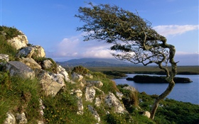 Stones, tree, pond, grass, clouds HD wallpaper