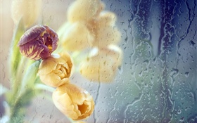 Tulips, glass, water drops HD wallpaper