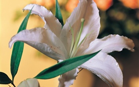 White lily flower HD wallpaper