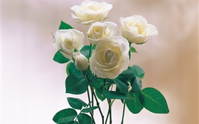 White petals rose HD wallpaper