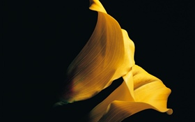 Yellow petals calla lily close-up HD wallpaper