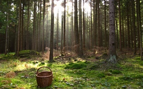 Austria, forest, trees, basket HD wallpaper