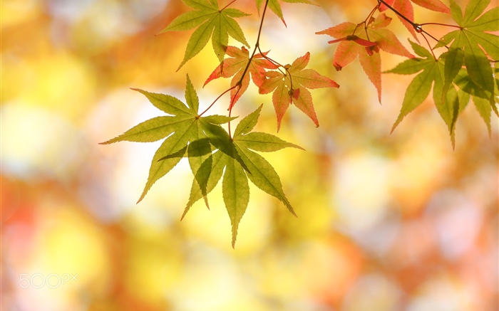 Autumn, maple leaves, glare Wallpapers Pictures Photos Images