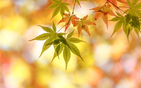 Autumn, maple leaves, glare HD wallpaper