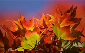 Autumn, red maple leaves HD wallpaper