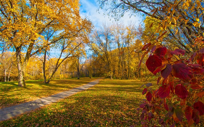 Autumn, trees, yellow leaves, path Wallpapers Pictures Photos Images