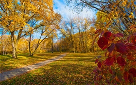 Autumn, trees, yellow leaves, path HD wallpaper