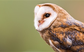 Barn owl