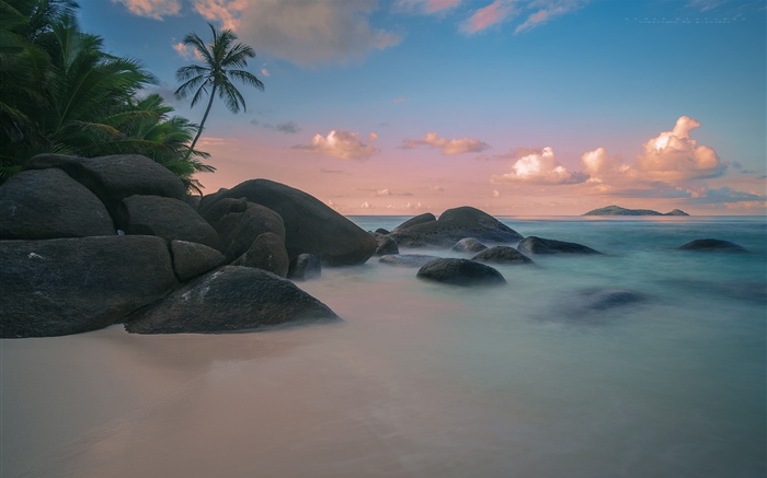 Beach, coast, palm trees, sea, dusk Wallpapers Pictures Photos Images