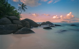 Beach, coast, palm trees, sea, dusk HD wallpaper