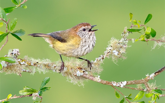 Bird, twigs, leaves Wallpapers Pictures Photos Images