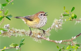 Bird, twigs, leaves HD wallpaper