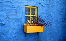 Blue wall, window, flowers HD wallpaper