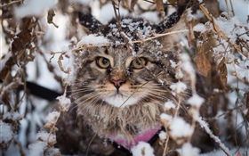 British fold cat, snow, winter HD wallpaper