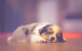 Cute puppy sleeping, dreaming HD wallpaper