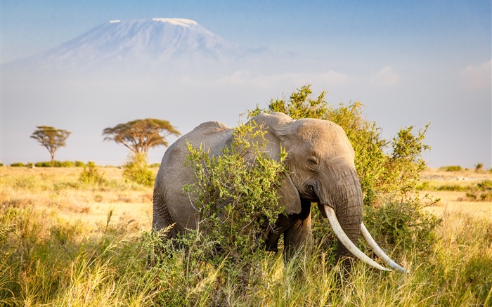 Elephant, bushes Wallpapers Pictures Photos Images