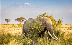 Elephant, bushes