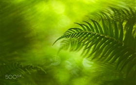 Green fern leaves, nature HD wallpaper