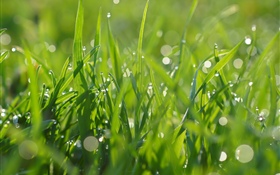 Green grass, water droplets, summer HD wallpaper
