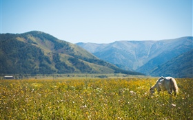Horse, wildflowers, mountains HD wallpaper