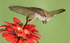 Hummingbird flight, wings, red flowers