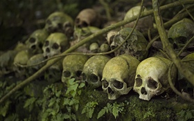Many skulls, moss, horror HD wallpaper