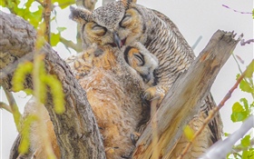 Owls, family, tree HD wallpaper