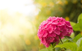 Pink hydrangea, flowers, glare