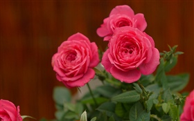 Pink roses, flowers