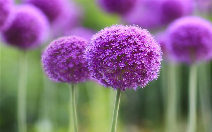 Purple flowers, ball, bokeh Wallpapers Pictures Photos Images