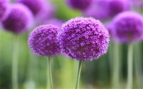 Purple flowers, ball, bokeh HD wallpaper