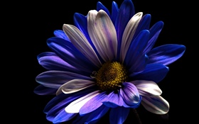 Purple white petals flower, black background HD wallpaper
