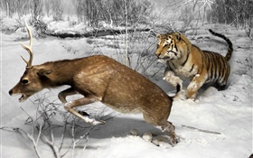 Tiger hunting deer