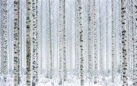 Trees, birch, forest, snow, winter HD wallpaper