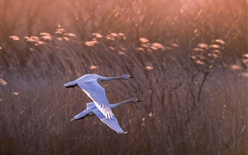 Two birds flight, dusk HD wallpaper