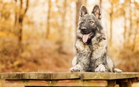 Autumn, dog, look, bench HD wallpaper