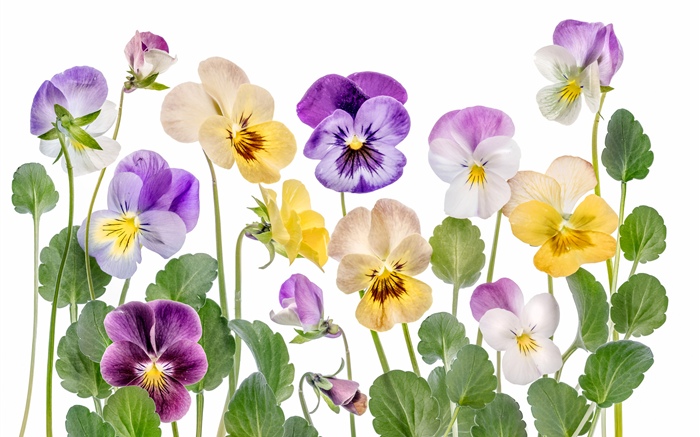 Colorful flowers, white background Wallpapers Pictures Photos Images