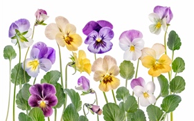 Colorful flowers, white background HD wallpaper